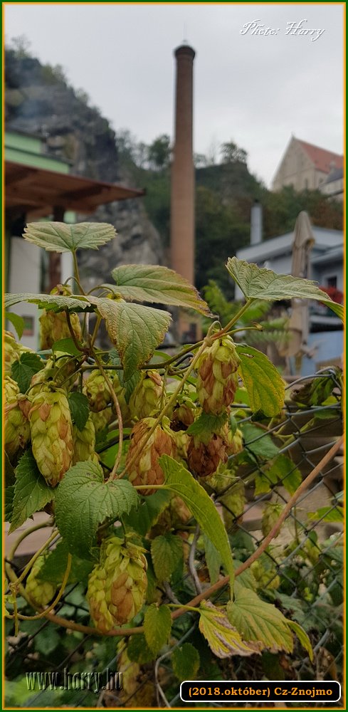 (2018.oktober)Cz-Znojmo-120.jpg
