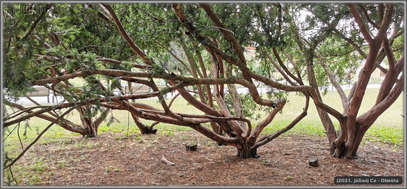 2021.julius-Cz-Olmutz-149.jpg